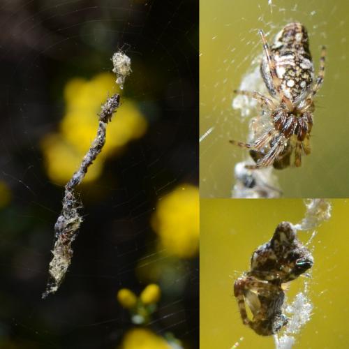 Cyclosa sp.